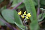 紫油菜花