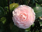 茶花