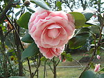茶花