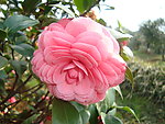 茶花