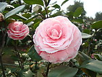 茶花