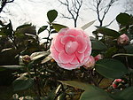 茶花
