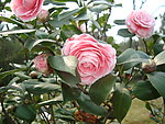 茶花