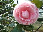 茶花