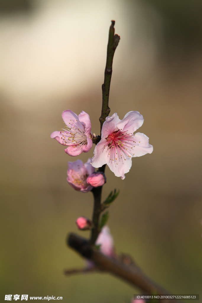 桃花