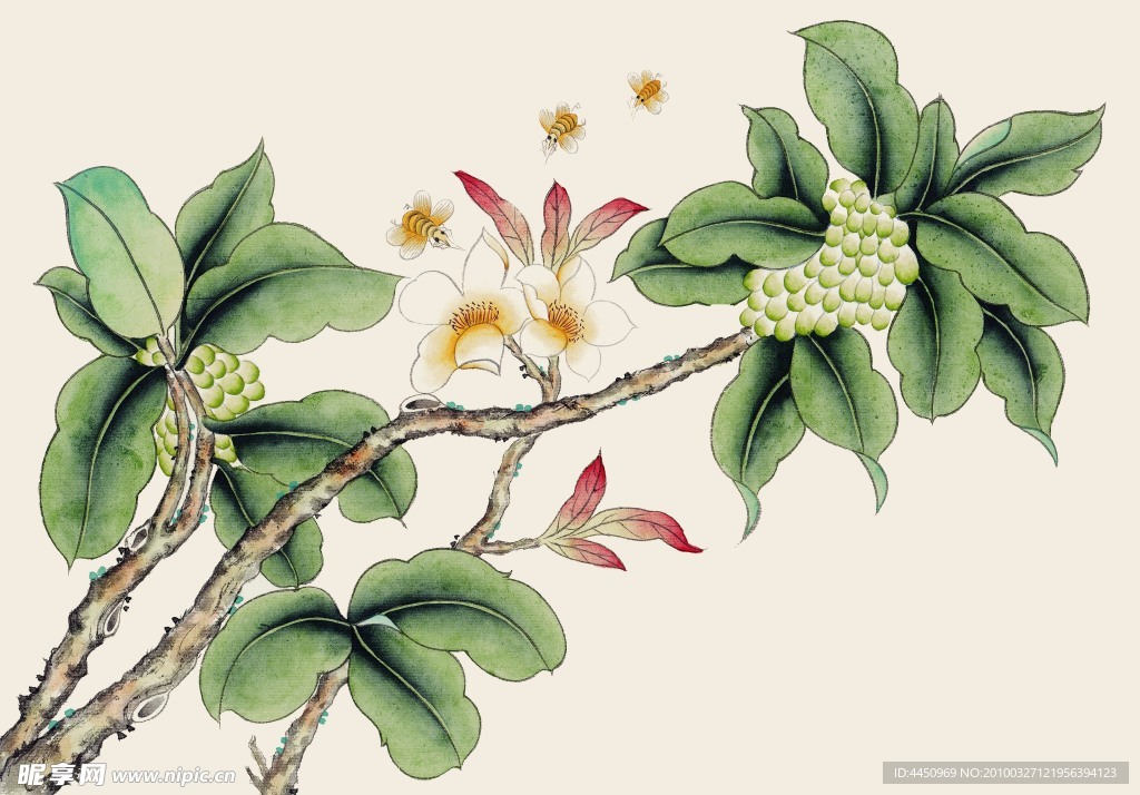绿枝蜜蜂