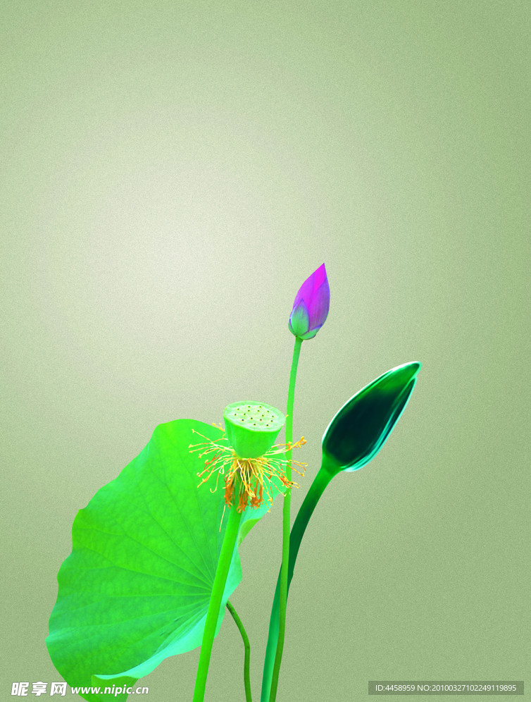 荷花