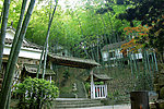 林间风景