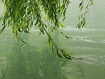 春天的垂柳