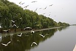 柳浪闻莺