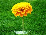 金盏花