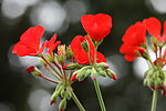 芍药 写真