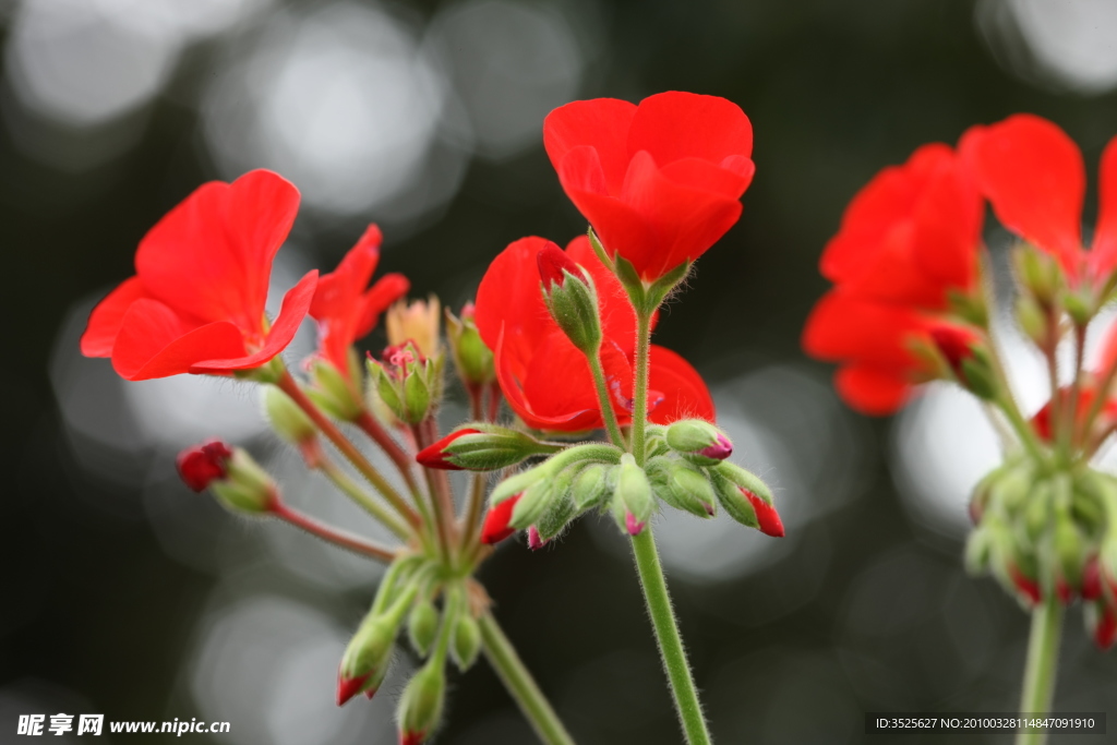 芍药 写真