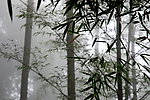 竹林