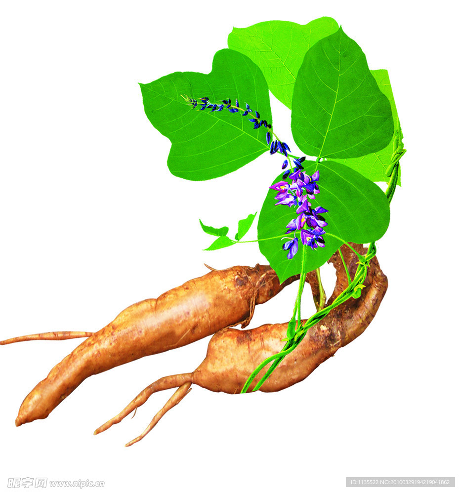葛根
