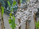 鲜花