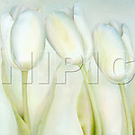 花卉油画66140 （ 60厘米 X 60厘米 ）