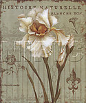 花卉油画 （ 50厘米 X 60厘米 ）