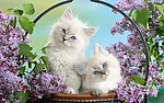 小花猫