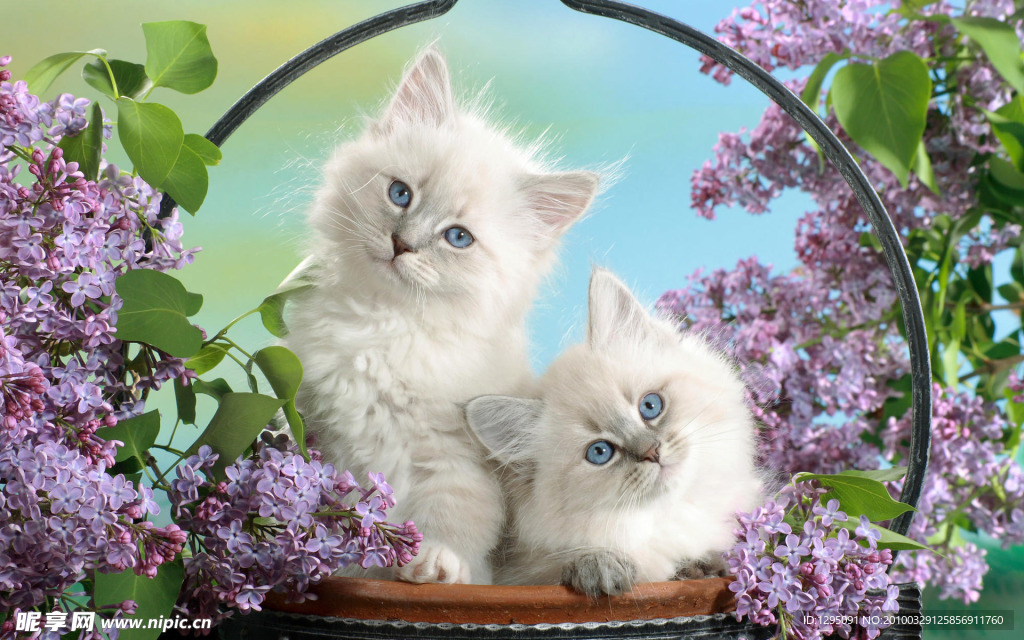 小花猫