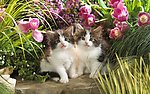 小花猫