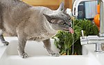 小花猫
