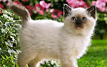 猫咪
