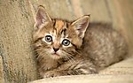 小花猫