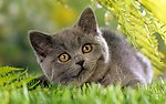 小花猫