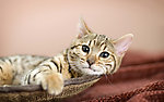 猫咪