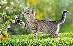 猫咪