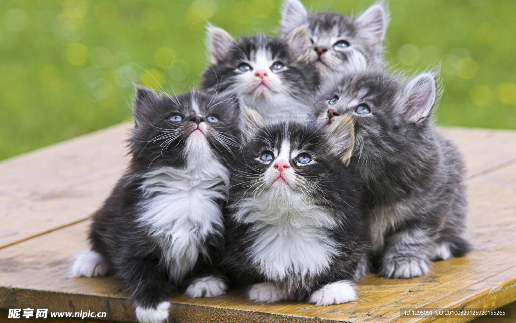 小花猫
