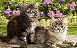小花猫