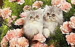 猫咪