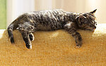 小花猫