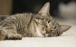 小花猫