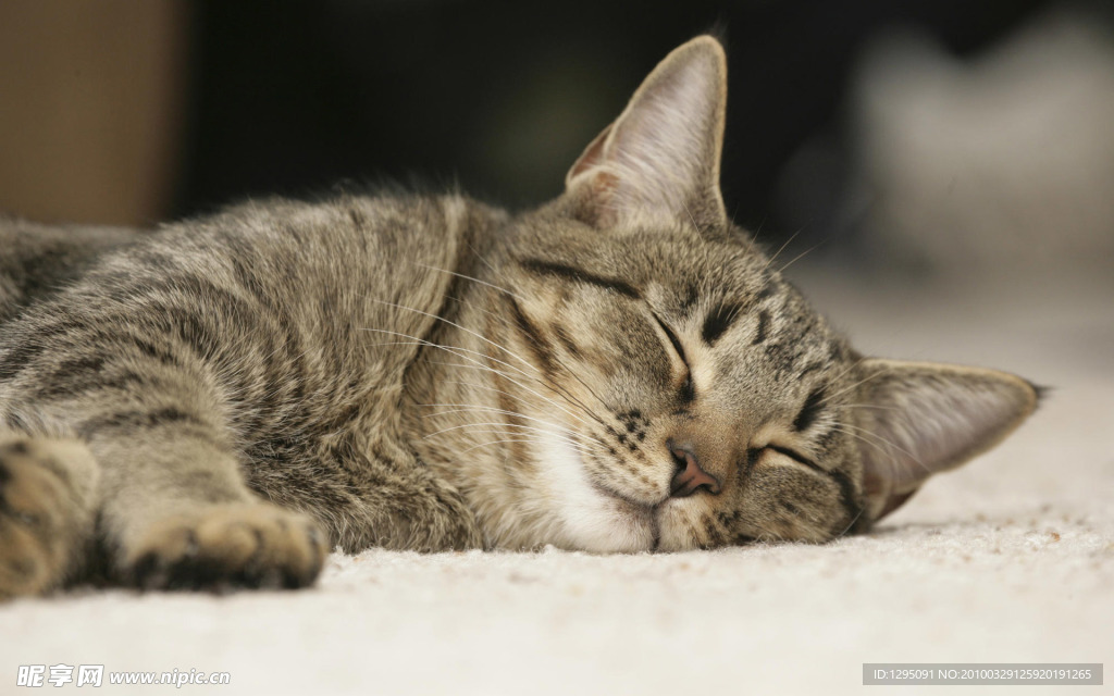 小花猫