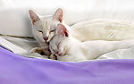 小猫