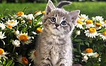 小花猫