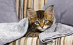 小猫