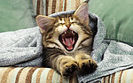 猫咪