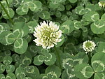 小花