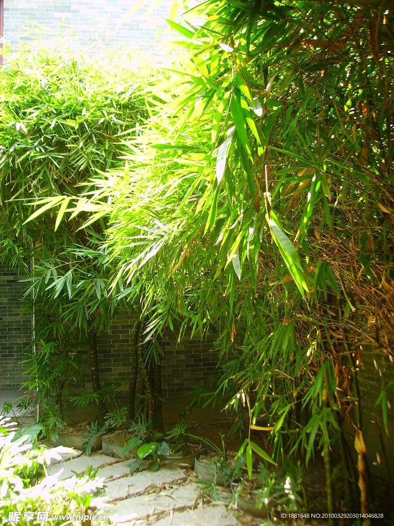 竹子 后院 午后阳光