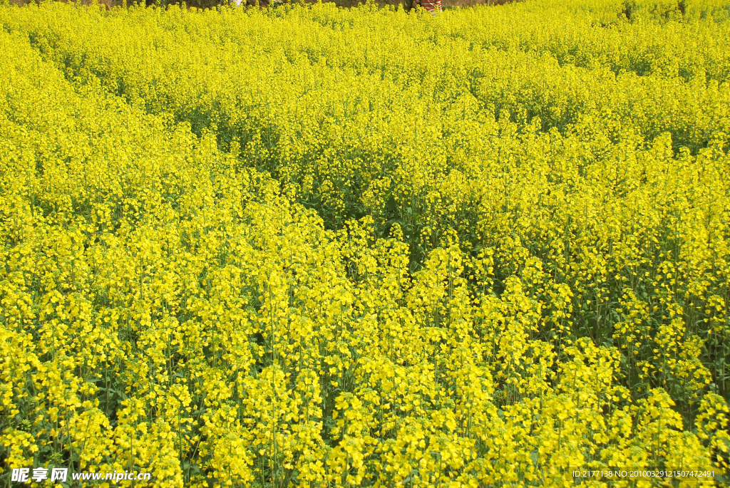油菜花