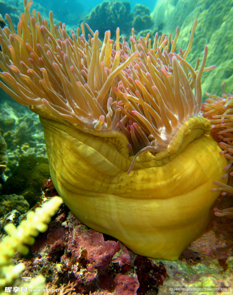海洋奇怪的生物