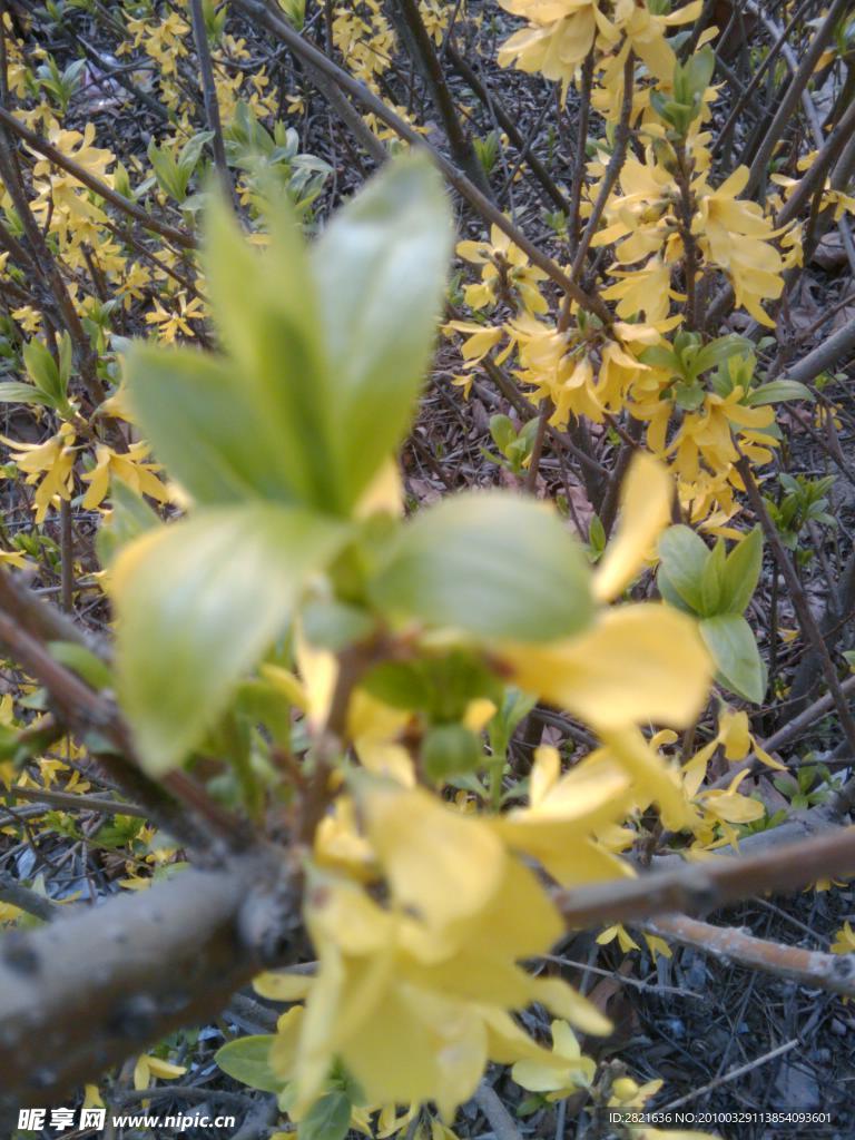 迎春花