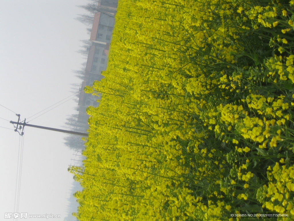 乡村春光油菜花遍地