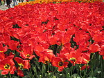郁金香花