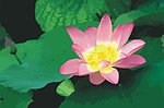 荷花