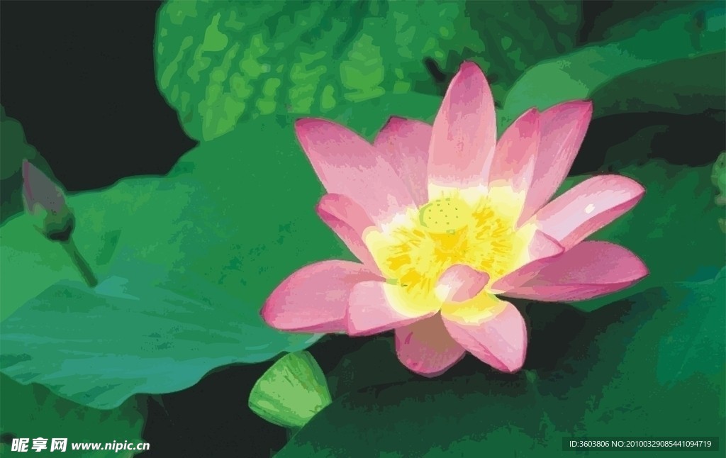荷花
